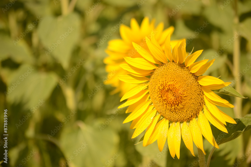 Sonnenblume Sonnenblume