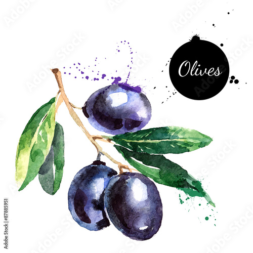 Hand drawn watercolor painting olives on white background