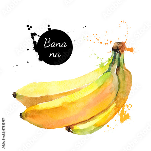 Hand drawn watercolor painting fruit banana on white background