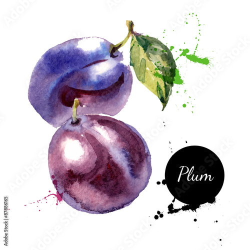 Fotografia Hand drawn watercolor painting fruit plum on white background