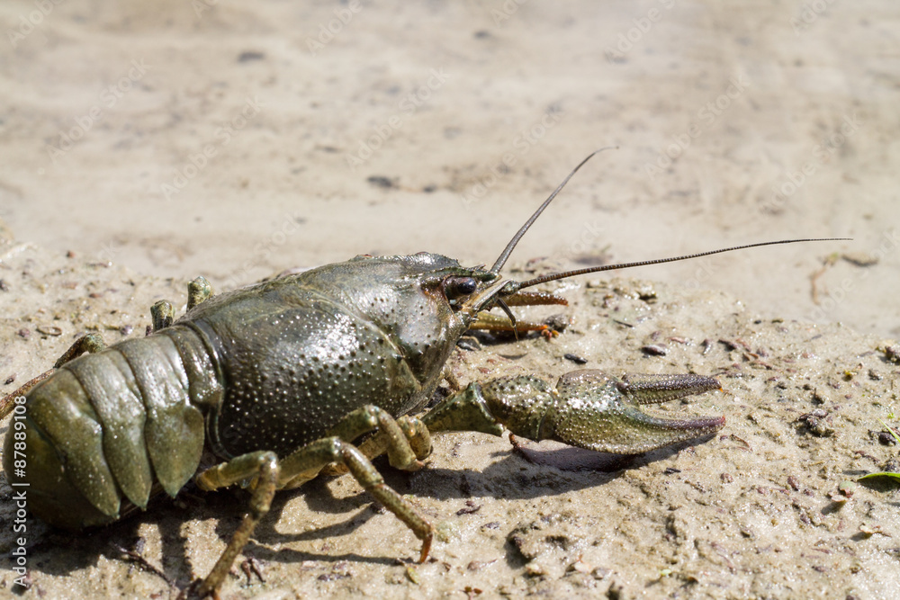 Freshwater green cancer at the River. Freshwater green cancer at the River.