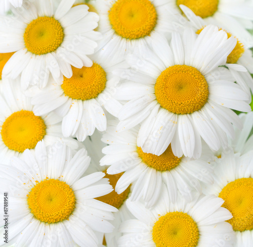 Background of chamomile flowers