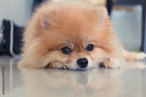 pomeranian dog cute pets in home