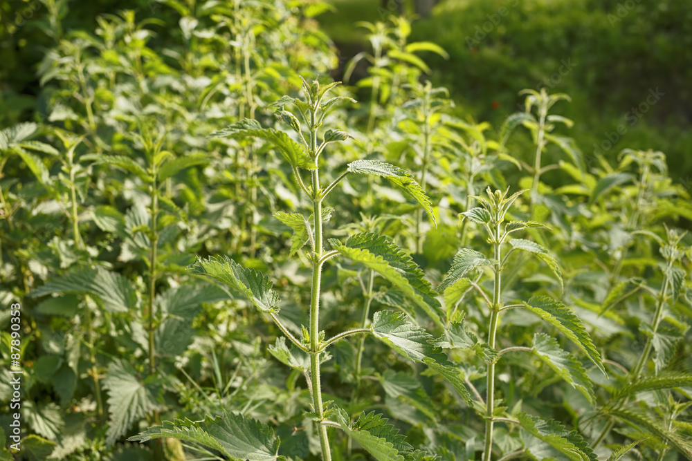 Nettle plant/Fresh medical plant bush. Natural background. Herb garden.