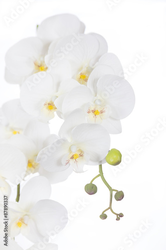 White Phalaenopsis orchids Artificial flowers made of fabric and