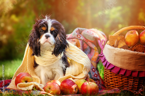 funny cavalier king charles spaniel dog sitting in scarf with apples in autumn garden photo