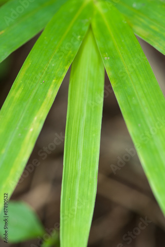 Green leaf bamboo texture