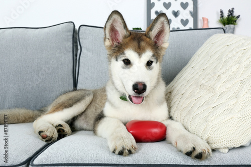 Cute Alaskan Malamute puppy on sofa, close up