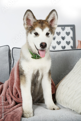 Cute Alaskan Malamute puppy on sofa, close up