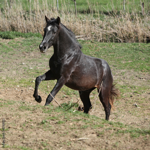 Young andalusian stallion running © Zuzana Tillerova