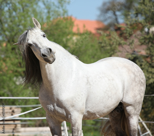Beautiful andalusian stallion in spring
