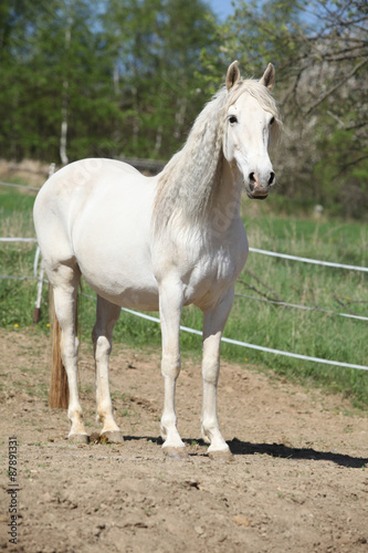 Andalusian mare with long hair in spring © Zuzana Tillerova