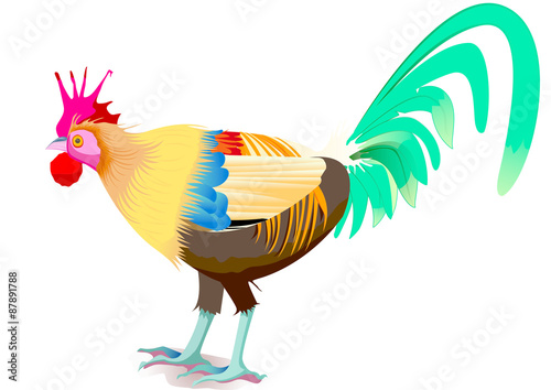 coq au plumes colorés