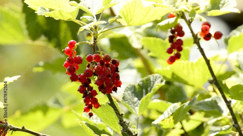 Reife Johannisbeeren im Garten Reife Johannisbeeren im Garten