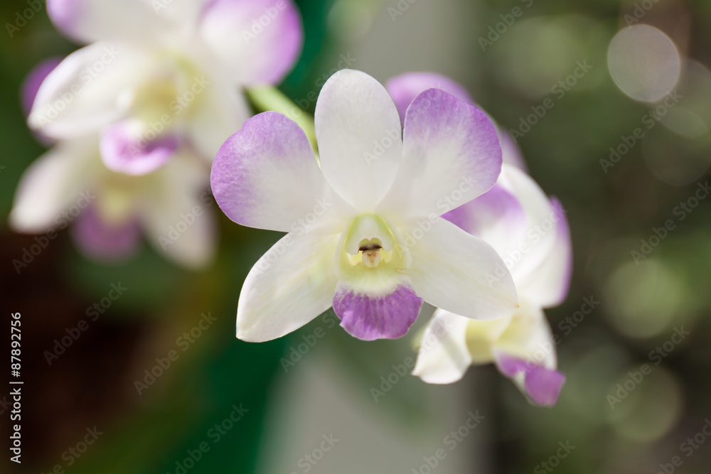 Fototapeta premium white orchid