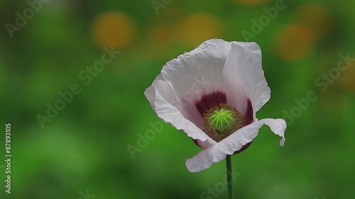 Opium poppy flower taken  photo