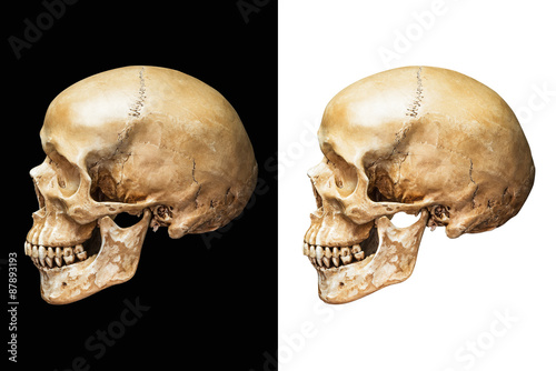 Human skull isolated