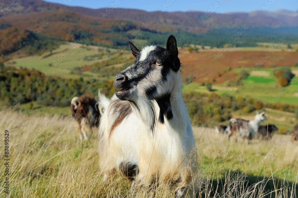 Goat in mountain. Autumn season