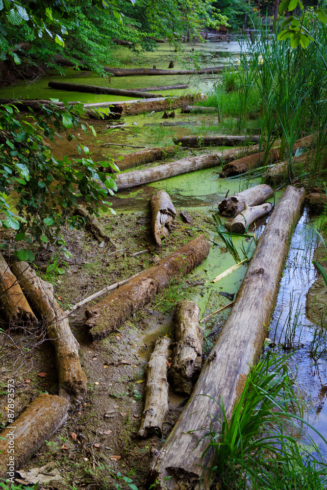 Obraz premium Kiev. Swampy Lake. Flooded trees, logs