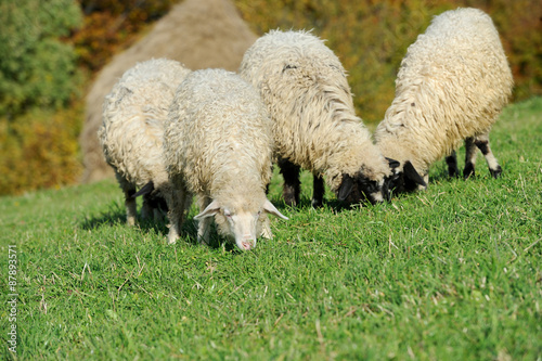 Flock sheep on a autumn field