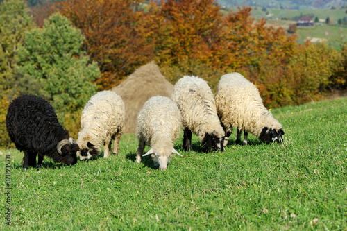 Flock sheep on a autumn field