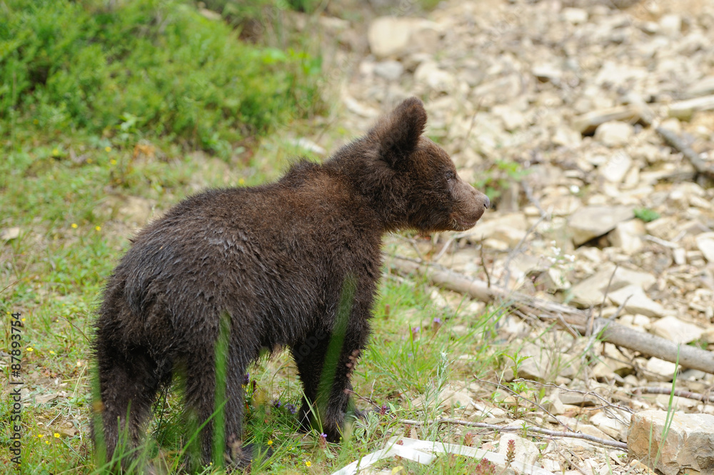 Fototapeta premium Brown bear cub