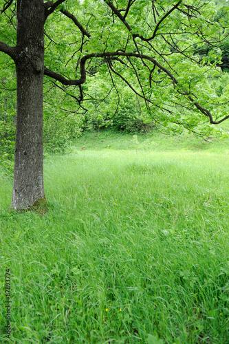Spring meadow with big tree
