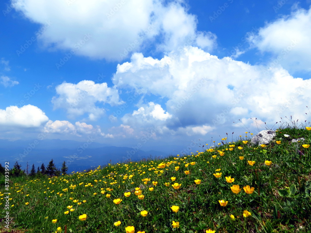 Alpine meadow with yellow flowers