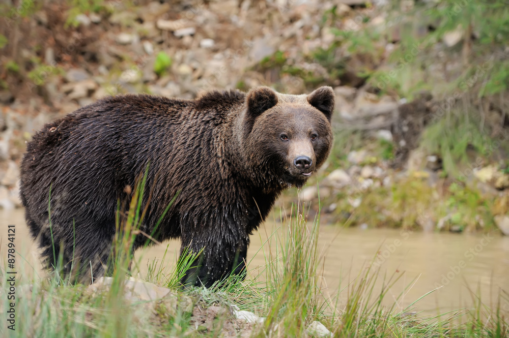 Brown bear