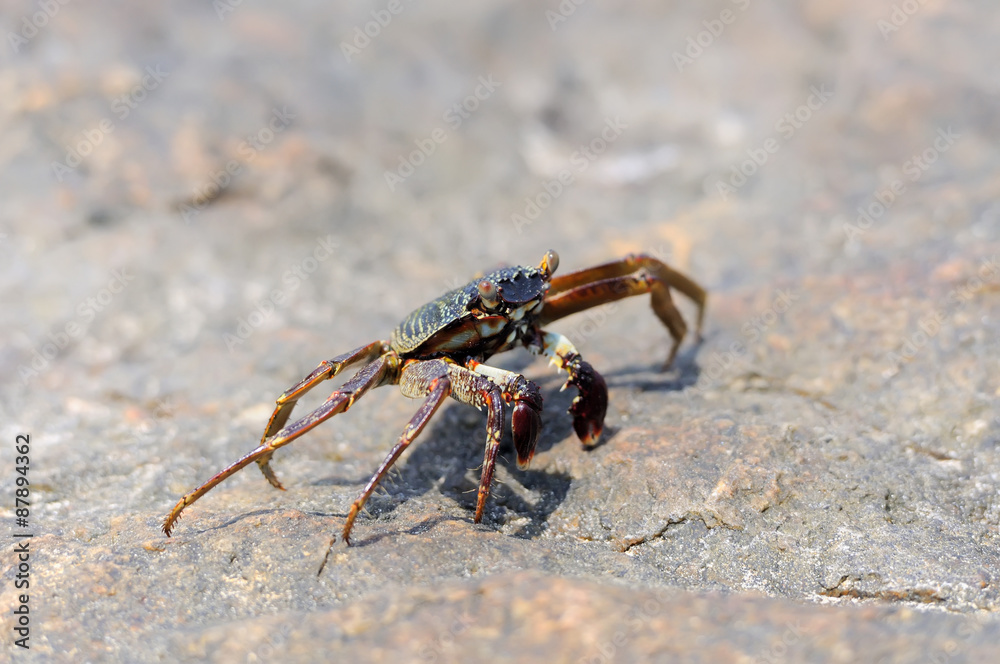 Marine crab on beach