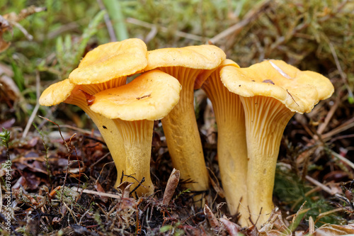 Group of three chantarelles in moss
