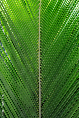 Textures of Green Palm leaves