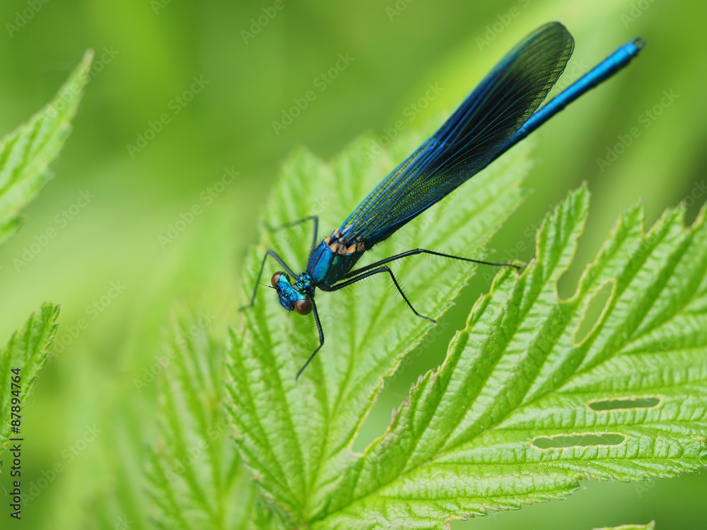 dragonfly in the forest dragonfly in the forest
