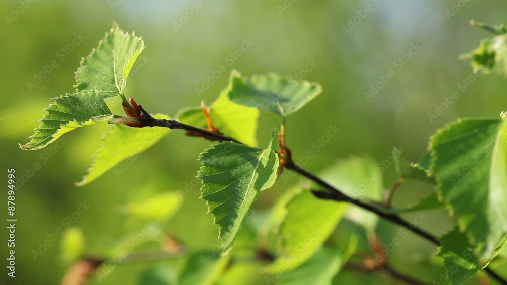 Birch tree sprout in the spring - slight wind movement Birch tree sprout in the spring - slight wind movement