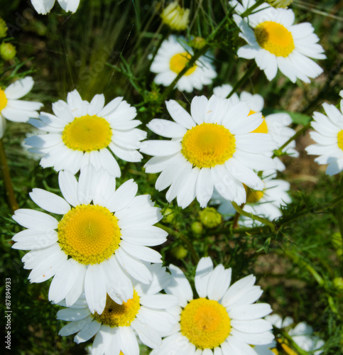 Daisies