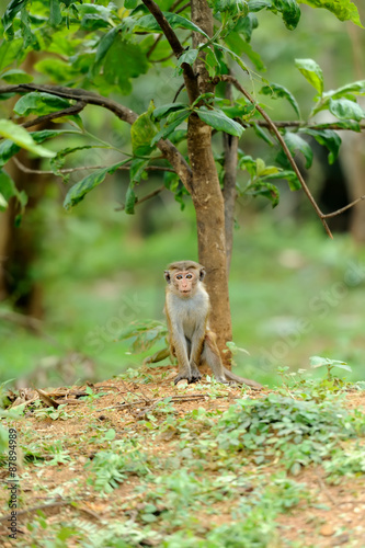 Monkey in the living nature © byrdyak