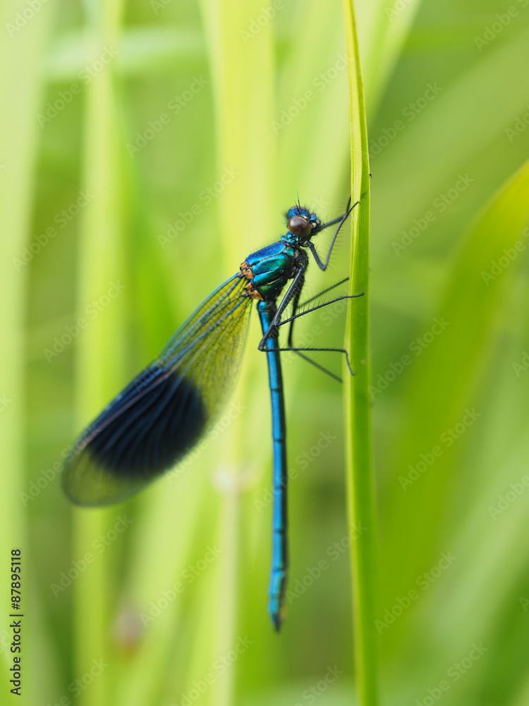 dragonfly in the forest dragonfly in the forest