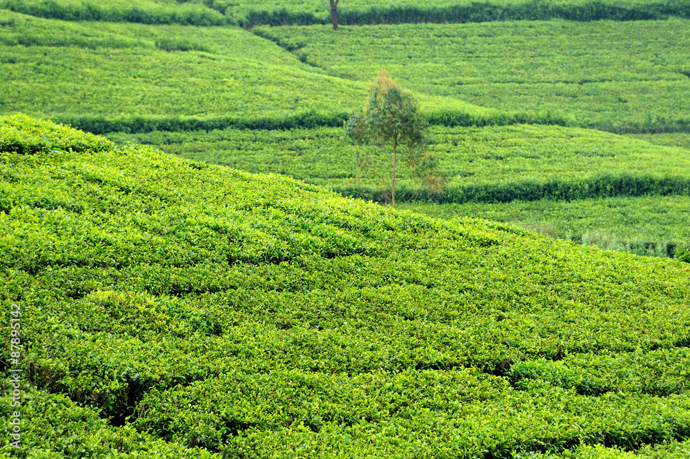 Tea plantation highlands