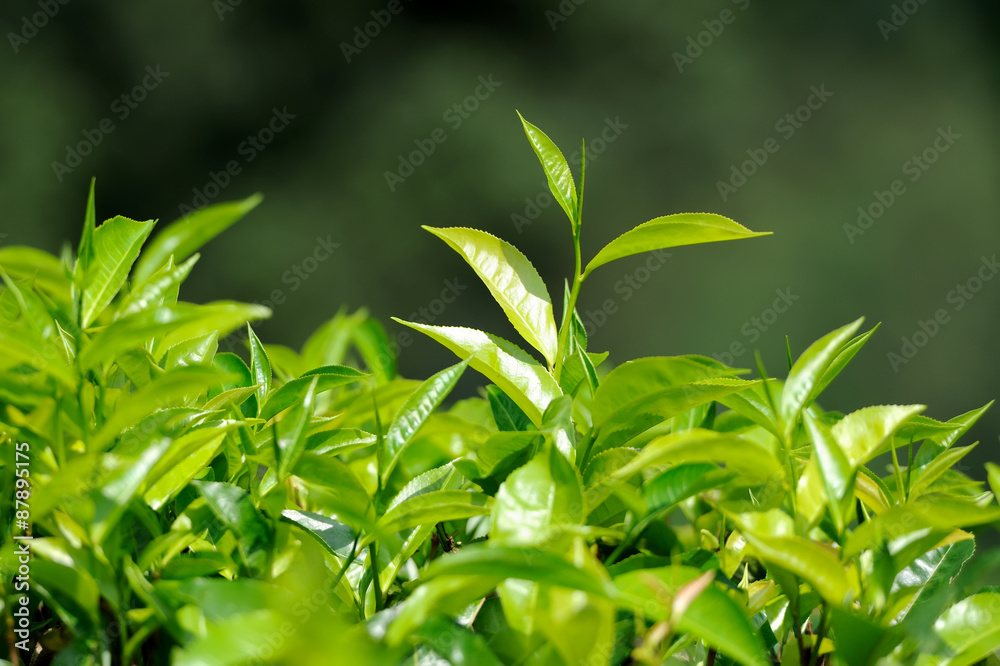 Tea leaves