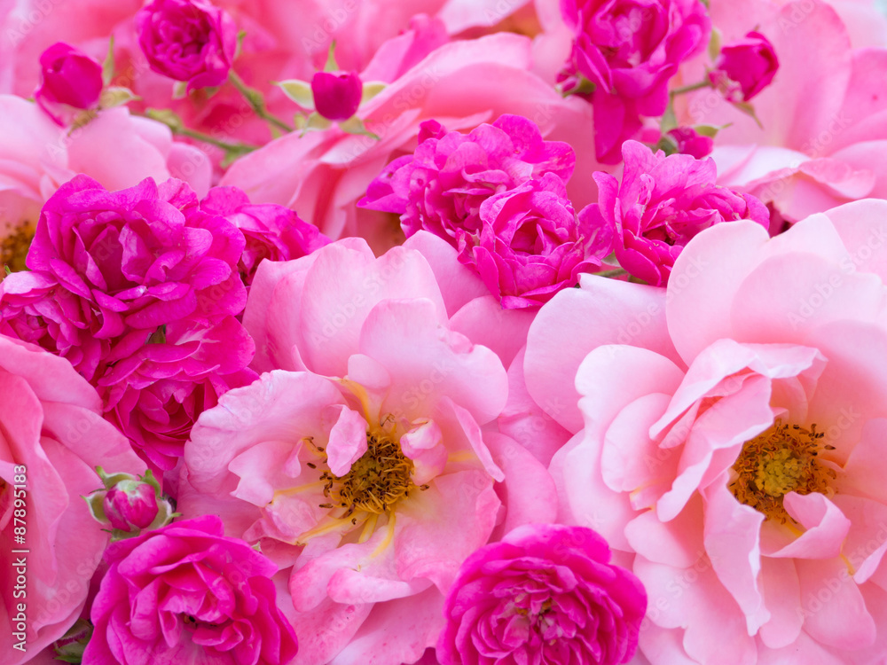 Bright pink curly roses and small vibrant pink roses Bright pink curly roses and small vibrant pink roses