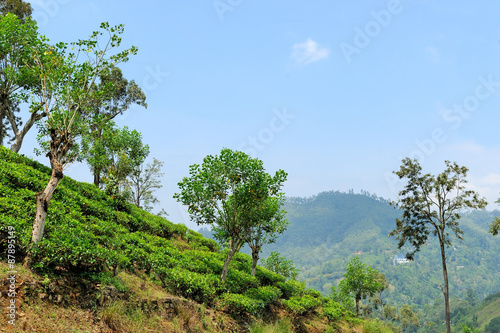 Tea plantation highlands