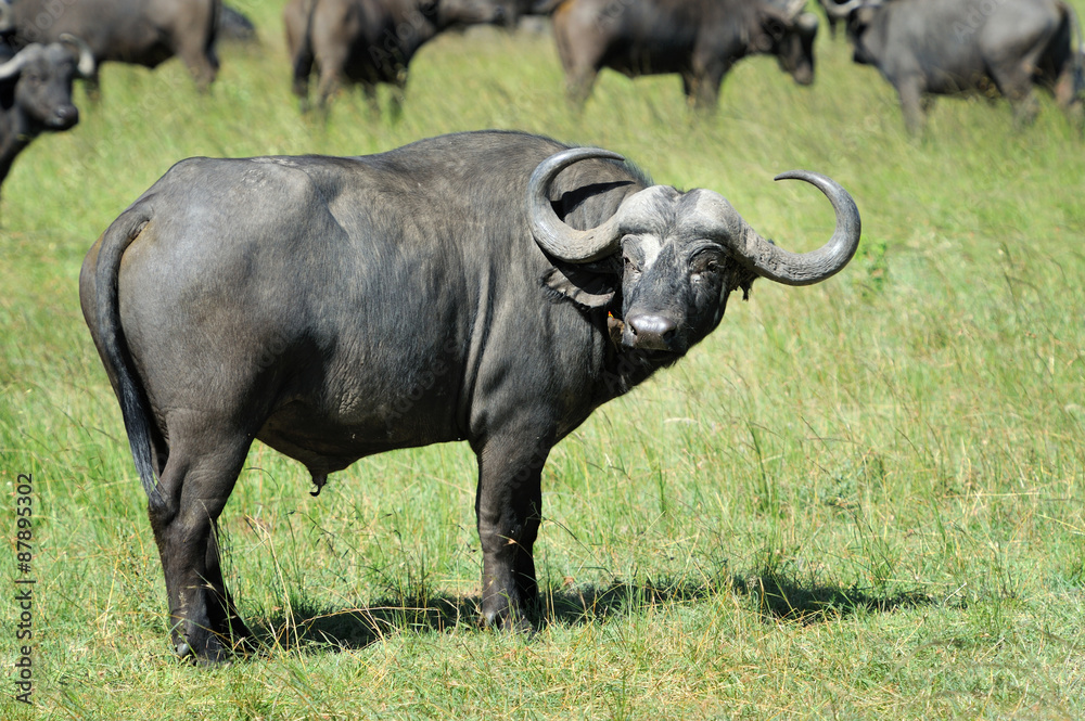 Buffalo Buffalo
