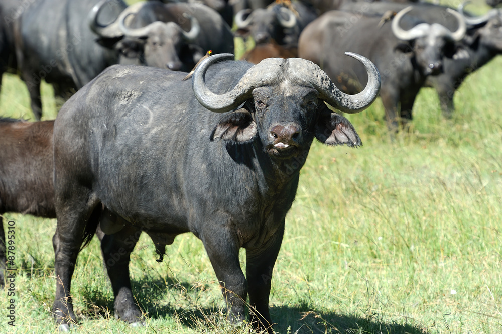 Naklejka premium Buffalo