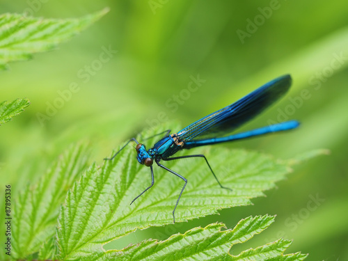 dragonfly in the forest © enskanto