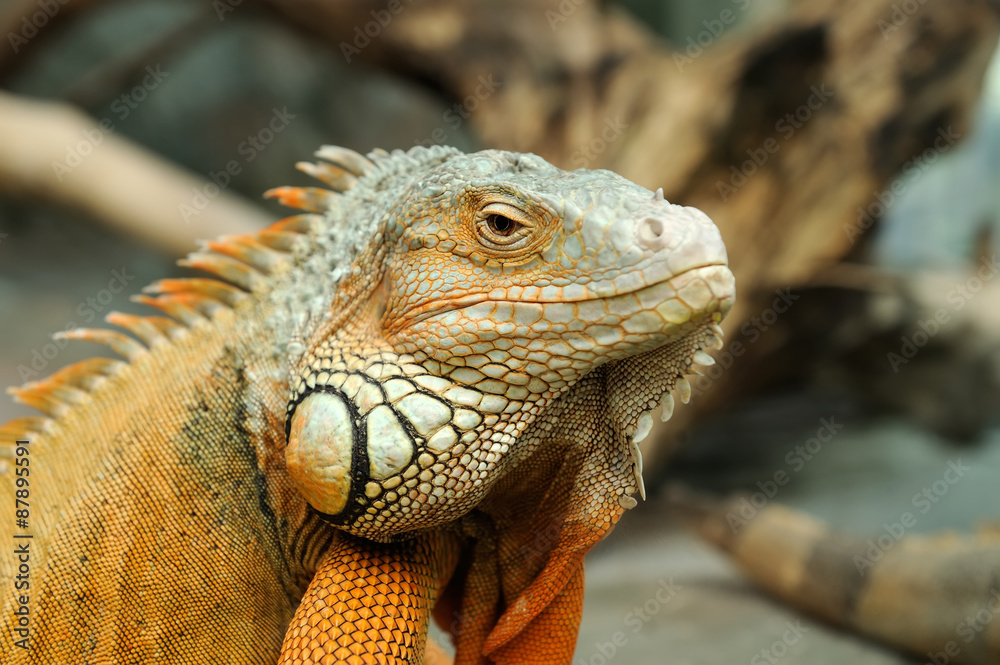 Obraz premium Iguana