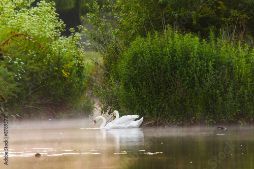 Swans on the water