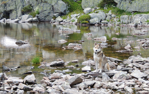 West Siberian Laika Dog near mountain lake