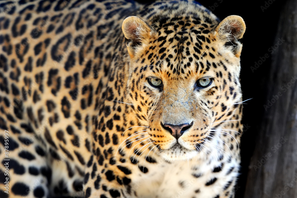Leopard Leopard