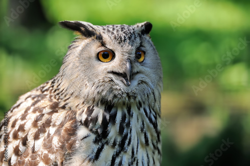 Close-up owl