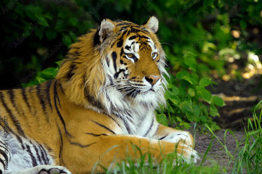 Fototapeta premium Tiger